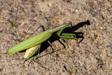 Close-up of a green praying mantis standing on a sunlit rock surface outdoors in natural daylight