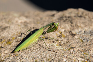 Close-up of a green praying mantis standing on a sunlit rock surface outdoors in natural daylight