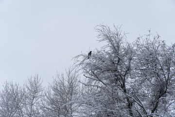 Crow sits on snow-covered branches tree in winter park. Black and grey bird watching wild life of nature on top of tree. Long tail and beautiful wings. White branches of stillness plant after snowfall