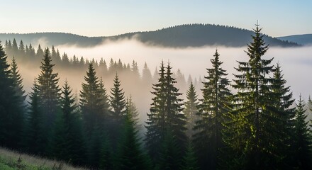 A scenic panorama of a misty forest. Evergreen trees rise towards a layered, rolling landscape obscured by morning fog