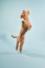 A poodle captured mid-air while jumping, showing excitement and enthusiasm.