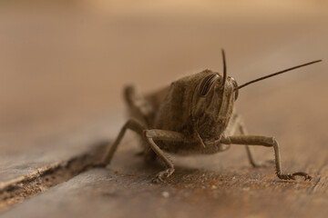 Grasshopper Macro Portraits