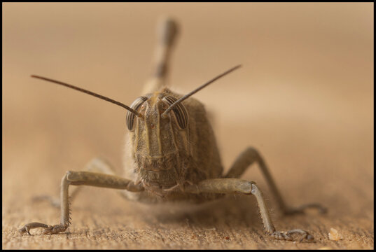 Grasshopper Macro Portraits