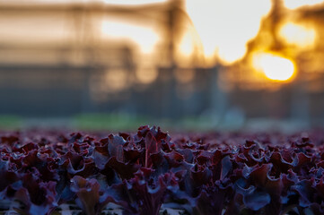 Fresh red lettuce (Lollo Rosso) growing in rows in greenhouse at sunset. Vibrant purple-red leaves in sharp focus with warm golden light and blurred background. Organic farming and hydroponic concept.