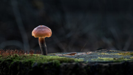 Small orange mushroom on moss in soft forest light. Calm atmosphere, natural textures and smooth bokeh. Perfect for nature themes and forest illustrations.