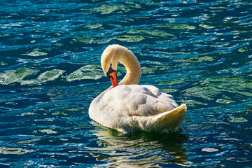 White swan on the water, over Lake Aeolus