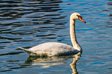 White swan on the water, over Lake Aeolus