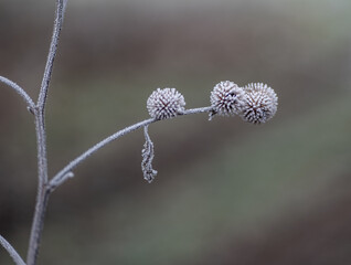plant in frost in winter