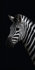 Obraz premium Close-up of a zebra against black background