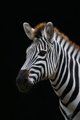 Obraz premium Close-up portrait of a zebra against a black background