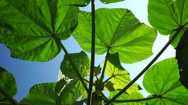 Balsa Tree Leaf Motion