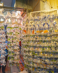 Goldfish in Bags of Water at Wall in Hong Kong Pet Shop