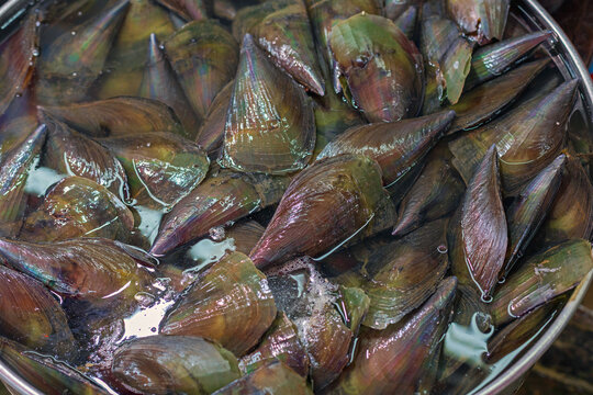 Fresh Comb Pen Shells Seafood at Fish market in Hong Kong