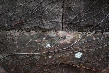 Colorful leaves of wild grapes