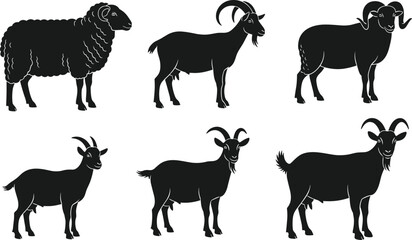 Sheep and goat silhouettes, farm livestock animals set, black vector illustration, domestic ruminants collection, isolated on white background design