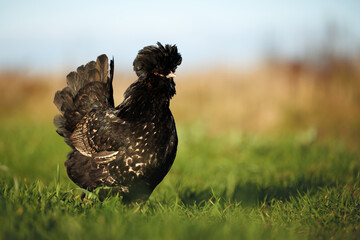 pavlovskaya chicken posing on grass in the sun