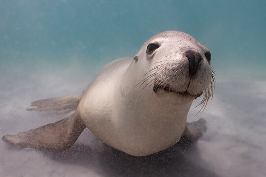 sealion underwater 