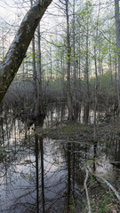 Vertical view of a flooded swamp forest in Mississippi, Southern USA