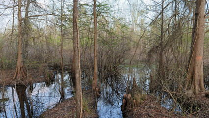 Dense vegetation and cypress trees in a wild swamp forest in Mississippi, Southern USA