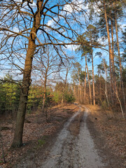 Coniferous trees in the beautiful forest. Pathway in the beautiful spring wood