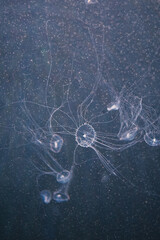 Delicate and intricate long tentacles of a small, translucent jellyfish elegantly spread out in the vast, deep blue underwater environment. Tiny particles of marine snow drift around.