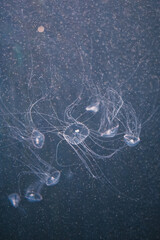 Delicate and intricate long tentacles of a small, translucent jellyfish elegantly spread out in the vast, deep blue underwater environment. Tiny particles of marine snow drift around.