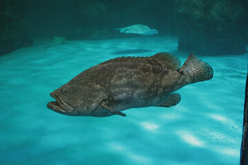 Fototapeta premium Observe the impressive scale of a large grouper fish as it slowly glides through the tranquil, deep blue underwater world. Its unique markings stand out against the soft light.