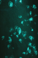 A large swarm of tiny, translucent jellyfish drifts through the dark, emerald-green depths. Their glowing bodies and delicate movements create a mesmerizing, alien-like spectacle in the murky ocean.