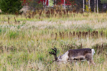 Reindeers in Autumn in Lapland, Northern Finland. Europe