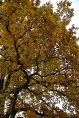 A big and old oak tree in autumn colors.