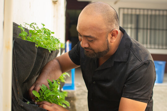 Man harvesting fresh radishes from vertical garden