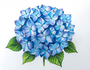 Handpainted watercolor illustration of a vibrant blue hydrangea flower with green leaves, closeup studio shot on a white background.