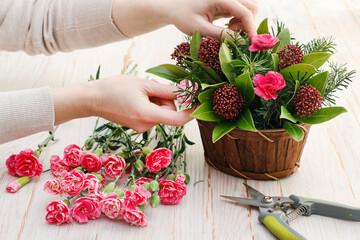 Florist at work: woman shows how to make floral arrangement with  skimmia (Skimmia japonica), an evergreen shrub and fir twigs. Step by step, tutorial.