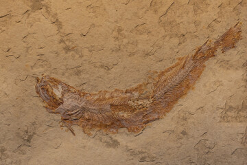fossil of prehistoric fish in the stone © wlad074
