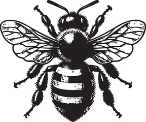 Detailed Hand-Drawn Black and White Honey Bee Insect Graphic Illustration in a Vintage Engraving Style for Natural Design Elements