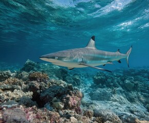 Fototapeta premium Blacktip reef shark, in the wild