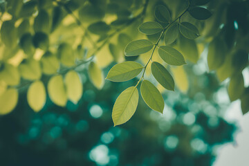 Soft focus close up of lush green leaves with golden sunlight filtering through