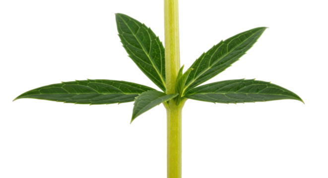 Green leafy plant isolated PNG on transparent background, fresh foliage with detailed veins and serrated edges for botanical designs