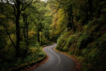 Fototapeta premium Winding forest road through lush green trees and autumn leaves