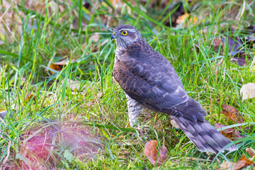 Eurasian Sparrowhawk (Accipiter nisus) female close-up perched in grassland, Baden-Wuerttemberg, Germany
