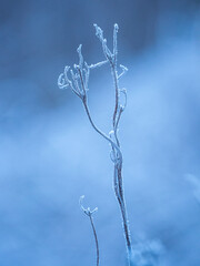 a dry branch covered with the first frost