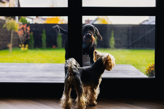 Two dogs - a big one and small one - looking through a glass door at each other in a home setting. A Yorkshire terrier and Drahthaar looking through a glass door. Canine animals. Pets friendship.
