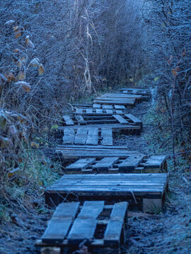 a path in the forest thicket is paved with wooden pallets