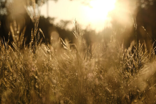 Soft sunset glow over fall season grass in Texas meadow.