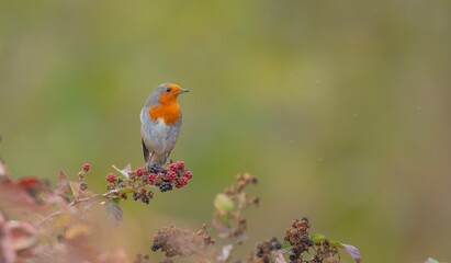 The European Robin (Erithacus rubecula) is a migratory bird. It migrates north in summer and south in winter. It lives near wetlands.