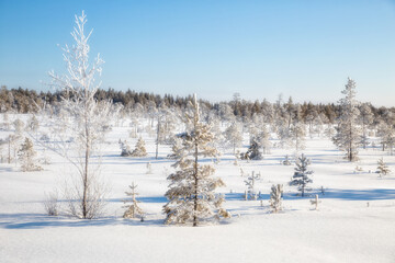 Winter forest landscape