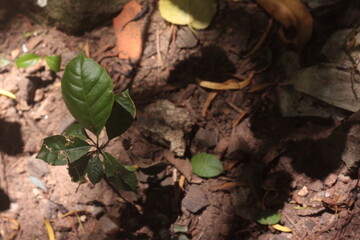 dry leaves