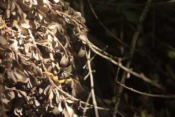 dry leaves