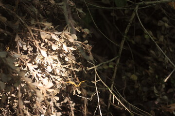 dry leaves