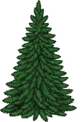 High-Quality Detailed Illustration of a Natural Evergreen Pine Tree, Ideal for Christmas, Winter, and Forest-Themed Holiday Designs.